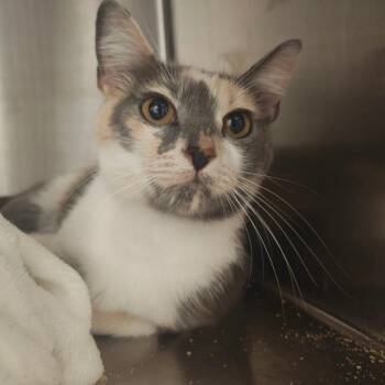 Cleopatra -  Domestic Short Hair Cat for Adoption in Bentonville, Arkansas - Cleopatra | PetCurious