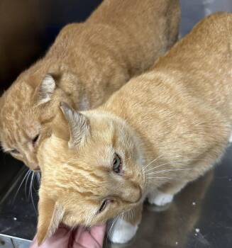 Amber & Autumn -  American Shorthair Cat for Adoption in Monticello, Mississippi - Amber & Autumn | PetCurious