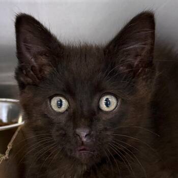 Domestic Short Hair Cats Available for Adoption in Ottawa, Kansas - Bat Cat | PetCurious