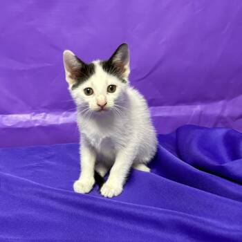 Idle -  Domestic Short Hair Cat for Adoption in North Myrtle Beach, South Carolina - Idle | PetCurious