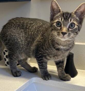 Lillian -  Domestic Short Hair Cat for Adoption in Alexandria, Virginia - Lillian | PetCurious