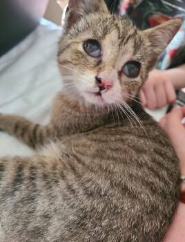 Mouse -  Domestic Short Hair Cat for Adoption in Portland, Indiana - Mouse | PetCurious