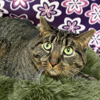 Haribo -  Domestic Medium Hair Cat for Adoption in Riverwoods, Illinois - Haribo | PetCurious
