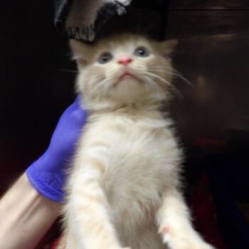 Amelia -  Domestic Short Hair Cat for Adoption in New York, New York - Amelia | PetCurious