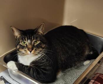 Paco -  Domestic Short Hair Cat for Adoption in Clayton, New Jersey - Paco | PetCurious