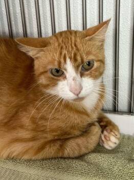 Twilight -  Domestic Short Hair Cat for Adoption in Elmira, New York - Twilight | PetCurious