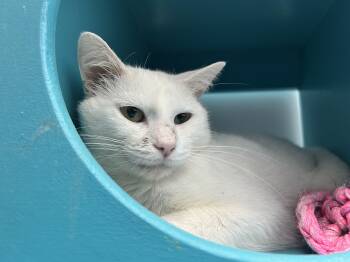 Kimba -  Domestic Short Hair Cat for Adoption in Grand Rapids, Michigan - Kimba | PetCurious