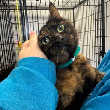 Rescue Domestic Medium Hair Cats for Adoption in Pawling, New York - Muffin | PetCurious