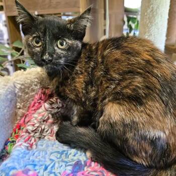 Lyric -  Domestic Short Hair Cat for Adoption in Park Falls, Wisconsin - Lyric | PetCurious