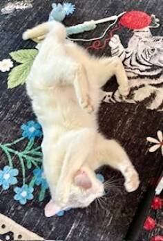 Domestic Short Hair Cats Available for Adoption in Hull, Massachusetts - Tulip | PetCurious