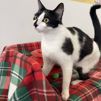 Domestic Short Hair Cats Available for Adoption in Houston, Texas - Oreo | PetCurious