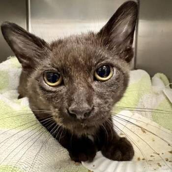 Orion -  Domestic Short Hair and Siamese Cat for Adoption in Sacramento, California - Orion | PetCurious