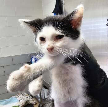 Black Tie -  Domestic Short Hair Cat for Adoption in Nashville, Tennessee - Black Tie | PetCurious