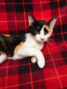 Channing -  Domestic Short Hair Cat Available for Adoption in Oviedo, Florida - Channing | PetCurious