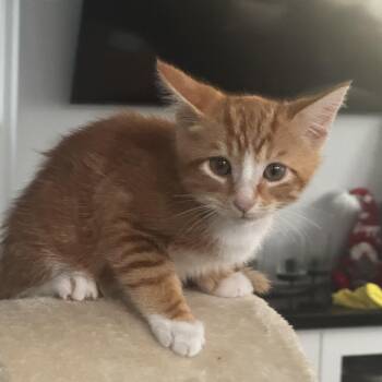 Domestic Short Hair and Tabby Cats Available for Adoption in Fountain Valley, California - Eros-The Key To Your Heart | PetCurious