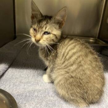 A612564 -  Domestic Short Hair Cat for Adoption in Modesto, California - A612564 | PetCurious
