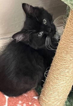 Rescue Domestic Medium Hair Cats for Adoption in Seal Beach, California - Kitten Daffodil | PetCurious