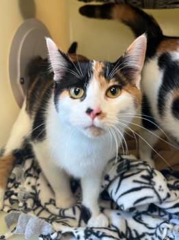 Rescue Domestic Short Hair Cats for Adoption in Menomonie, Wisconsin - Pokey | PetCurious