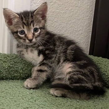 Rescue Domestic Short Hair Cats for Adoption in Dallas, Texas - Tails | PetCurious