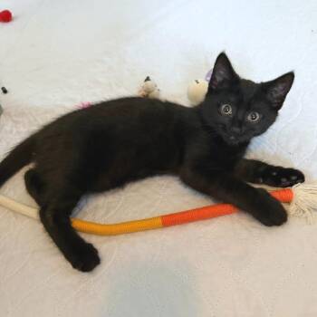 Lemon -  Domestic Short Hair Cat for Adoption in Gibsonia, Pennsylvania - Lemon | PetCurious