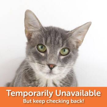 Rescue Domestic Short Hair Cats for Adoption in Clovis, California - Cindy Lou | PetCurious