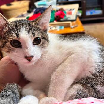 Spice -  Domestic Short Hair Cat for Adoption in Dekalb, Illinois - Spice | PetCurious