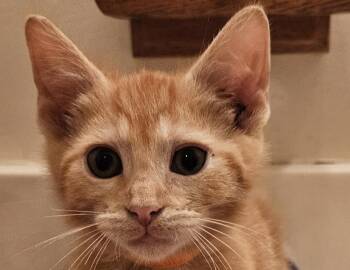 Carlos -  Domestic Short Hair Cat for Adoption in Columbus, Indiana - Carlos | PetCurious