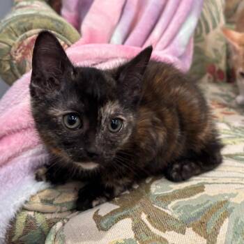 Smilodon -  Domestic Short Hair Cat for Adoption in Fairmont, West Virginia - Smilodon | PetCurious
