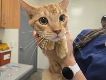 PORK CHOP -  Domestic Short Hair Cat for Adoption in Auburn, California - PORK CHOP | PetCurious