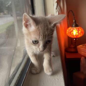 Rescue Domestic Short Hair Cats for Adoption in Bryan, Texas - Scorch | PetCurious