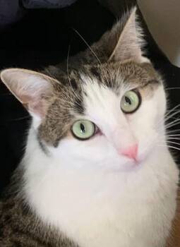 Rescue Domestic Short Hair Cats for Adoption - Cashew | PetCurious