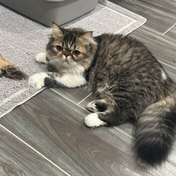 Doll Face -  Persian Cat for Adoption in Fort Belvoir, Virginia - Doll Face | PetCurious