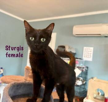 Rescue American Shorthair Cats for Adoption in El Dorado, Arkansas - Sturgis | PetCurious