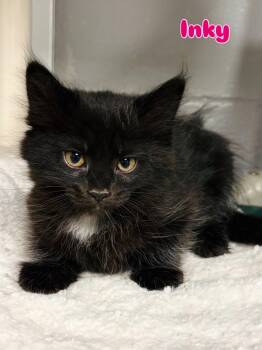 Inky -  Domestic Long Hair Cat for Adoption in Rock Hill, New York - Inky | PetCurious