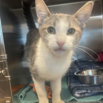 Olaf -  Domestic Short Hair Cat for Adoption in Matteson, Illinois - Olaf | PetCurious