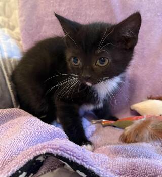 Mittens -  Domestic Short Hair Cat for Adoption in Bedford, Virginia - Mittens | PetCurious
