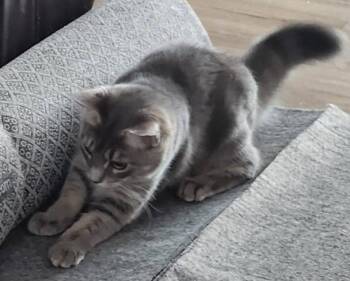 Domestic Short Hair Cats Available for Adoption in Darien, Georgia - Pebbles | PetCurious