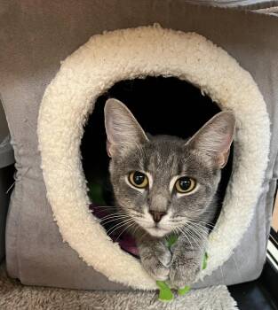 Maddy -  Domestic Short Hair Cat for Adoption in Blasdell, New York - Maddy | PetCurious