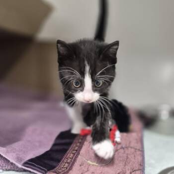 Georgie Porgie -  Domestic Short Hair Cat for Adoption in Newark, New Jersey - Georgie Porgie | PetCurious