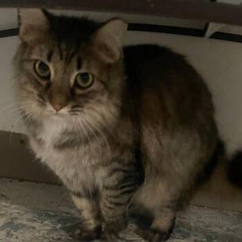 Tabby Cats Available for Adoption - Alex (working Cat) | PetCurious