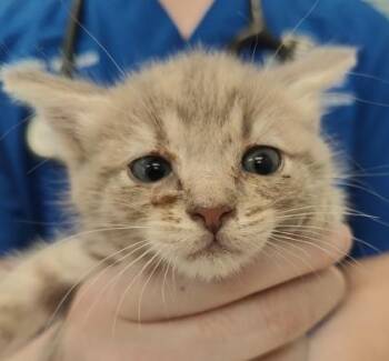 Georgia -  Domestic Medium Hair and Domestic Short Hair Cat for Adoption in Lafayette, Indiana - Georgia | PetCurious