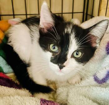 Domestic Short Hair Cats Available for Adoption in Santa Cruz, California - HESTIA* | PetCurious