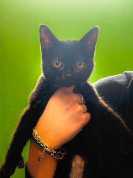 Panthère -  Domestic Short Hair Cat for Adoption in Delson, Quebec - Panthère | PetCurious