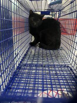 Domestic Short Hair Cats Available for Adoption in Dallas, Texas - REBEL | PetCurious