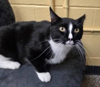 Wolfsbane -  Domestic Short Hair Cat for Adoption in Westland, Michigan - Wolfsbane | PetCurious
