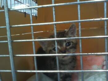 LACI -  Domestic Short Hair Cat for Adoption in Charlotte, North Carolina - LACI | PetCurious