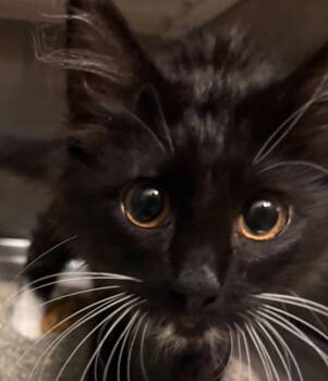 Kori -  Domestic Short Hair Cat for Adoption in Des Moines, Iowa - Kori | PetCurious