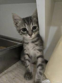 Club -  Domestic Short Hair Cat for Adoption in Savannah, Georgia - Club | PetCurious