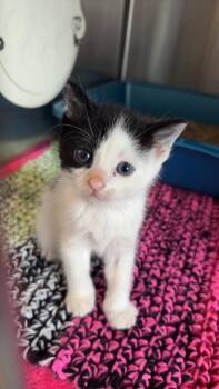 E1 Shadow -  Domestic Short Hair Cat for Adoption in Ashland, Wisconsin - E1 Shadow | PetCurious