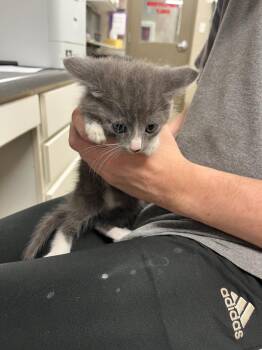Domestic Short Hair Cats Available for Adoption in Hopkinsville, Kentucky - Pebble | PetCurious